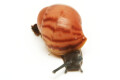 Archachatina marginata grevillei Cameroon striped juvenil